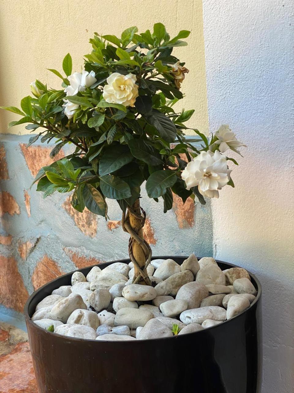 Olive Tree Apartment Sarande Ngoại thất bức ảnh