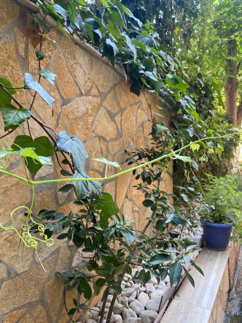 Olive Tree Apartment Sarande Ngoại thất bức ảnh
